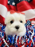 Paris, a female Maltese for sale in Winslow, AR – Photo 2 of 4