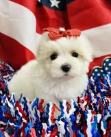 Paris, a female Maltese for sale in Winslow, AR – Photo 4 of 4