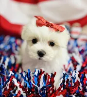 Paris, a female Maltese for sale in Winslow, AR – Photo 1 of 4
