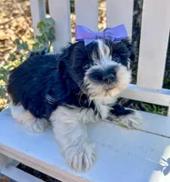 Maggie , a female Morkie for sale in Winslow, AR – 3 of 6