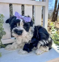 Maggie , a female Morkie for sale in Winslow, AR – 5 of 6