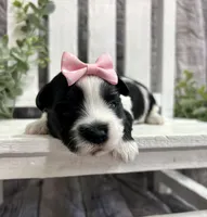 Maggie , a female Morkie for sale in Winslow, AR – Photo 5 of 5