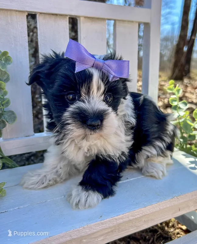 Maggie  – Morkie puppy for sale in Winslow, AR