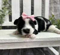 Maggie , a female Morkie for sale in Winslow, AR – Photo 1 of 5