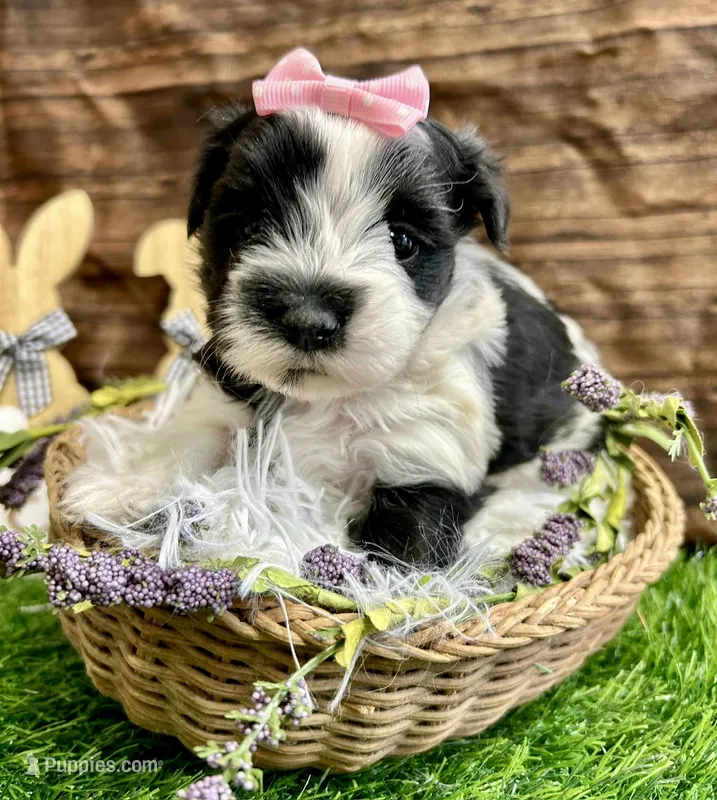 Maggie  – Morkie puppy for sale in Winslow, AR