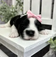 Maggie , a female Morkie for sale in Winslow, AR – Photo 2 of 5