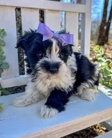 Maggie , a female Morkie for sale in Winslow, AR – 1 of 6