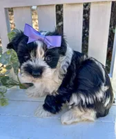 Maggie , a female Morkie for sale in Winslow, AR – 6 of 6