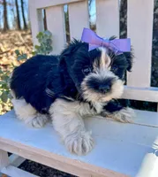 Maggie , a female Morkie for sale in Winslow, AR – 4 of 6