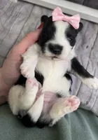 Maggie , a female Morkie for sale in Winslow, AR – Photo 3 of 5