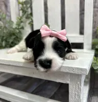 Maggie , a female Morkie for sale in Winslow, AR – Photo 4 of 5