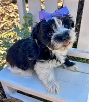 Maggie , a female Morkie for sale in Winslow, AR – 2 of 6