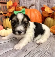 Monty , a male Morkie for sale in Winslow, AR – 2 of 4