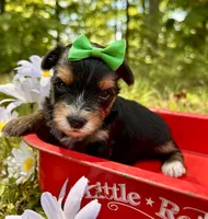 Julius , a male Yorkshire Terrier for sale in Winslow, AR – 3 of 3