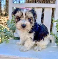 Marley , a female Morkie for sale in Winslow, AR – Photo 4 of 5