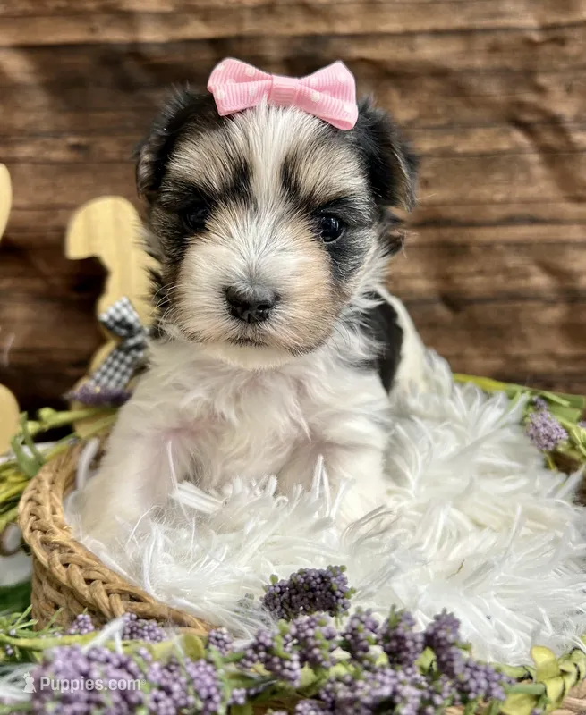 Marley  – Morkie puppy for sale in Winslow, AR