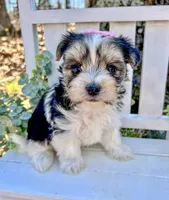 Marley , a female Morkie for sale in Winslow, AR – Photo 3 of 5