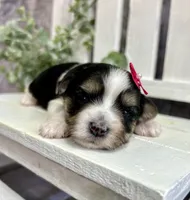Marley , a female Morkie for sale in Winslow, AR – Photo 2 of 4