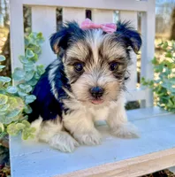 Marley , a female Morkie for sale in Winslow, AR – Photo 2 of 5