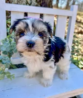 Marley , a female Morkie for sale in Winslow, AR – Photo 5 of 5