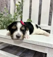 Marley , a female Morkie for sale in Winslow, AR – Photo 4 of 4