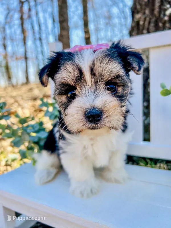 Marley  – Morkie puppy on hold in Winslow, AR