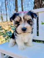 Marley , a female Morkie for sale in Winslow, AR – Photo 1 of 5