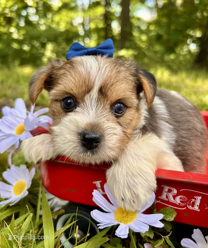 Eli – Yorkshire Terrier puppy for sale in Winslow, AR