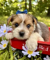 Eli, a male Yorkshire Terrier for sale in Winslow, AR – 1 of 4