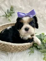 Tova , a female Cavalier King Charles Spaniel for sale in Winslow, AR – 1 of 5