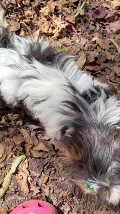Dash , a male Biewer for sale in Winslow, AR – 9 of 10