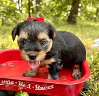 Evie , a female Yorkshire Terrier for sale in Winslow, AR – 1 of 3