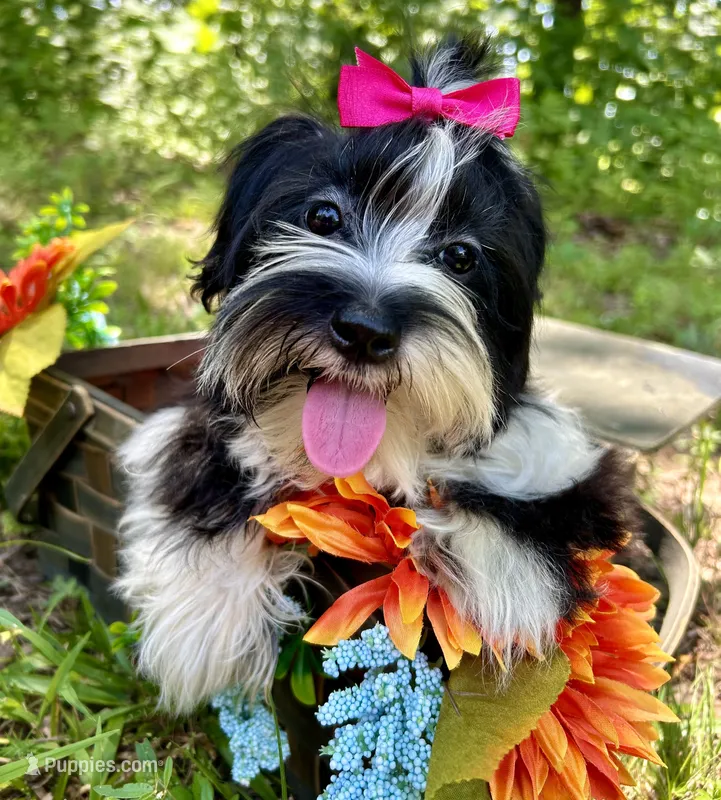 Maggie  – Morkie puppy for sale in Winslow, AR