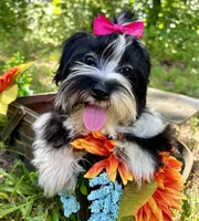 Maggie , a female Morkie for sale in Winslow, AR – 1 of 7