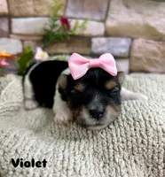 Violet, a female Biewer for sale in Winslow, AR – Photo 1 of 2