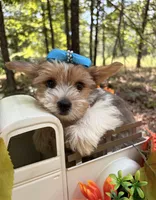 Eli, a male Yorkshire Terrier for sale in Winslow, AR – 5 of 5
