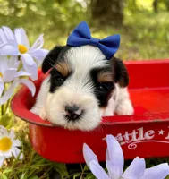 Joey , a male Yorkshire Terrier for sale in Winslow, AR – 1 of 4