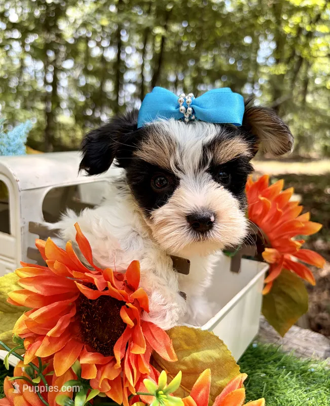Joey  – Yorkshire Terrier puppy for sale in Winslow, AR