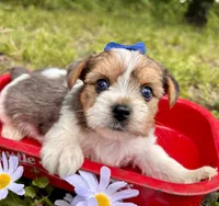 Eli, a male Yorkshire Terrier for sale in Winslow, AR – 3 of 4