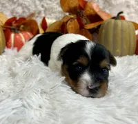Vixie, a female Biewer for sale in Winslow, AR – Photo 5 of 6