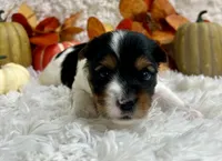 Vixie, a female Biewer for sale in Winslow, AR – Photo 3 of 6