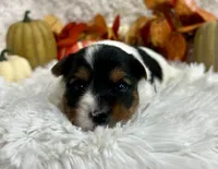 Vixie, a female Biewer for sale in Winslow, AR – Photo 4 of 6