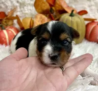 Vixie, a female Biewer for sale in Winslow, AR – Photo 1 of 6
