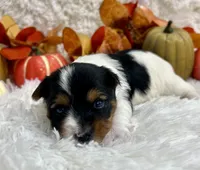 Vixie, a female Biewer for sale in Winslow, AR – Photo 2 of 6