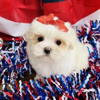 Peaches, a female Maltese for sale in Winslow, AR – Photo 3 of 4
