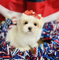 Peaches, a female Maltese for sale in Winslow, AR – Photo 2 of 4