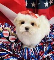 Peaches, a female Maltese for sale in Winslow, AR – Photo 4 of 4