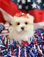 Peaches, a female Maltese for sale in Winslow, AR – Photo 1 of 4