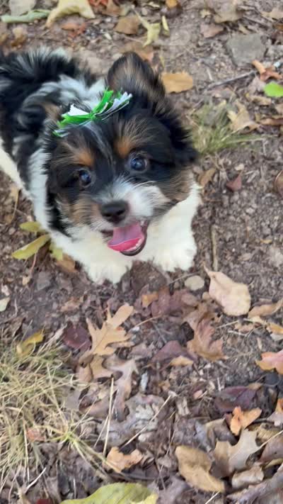 Vinnie , a male Biewer for sale in Winslow, AR – 5 of 5