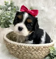 Tia , a female Cavalier King Charles Spaniel for sale in Winslow, AR – 7 of 7